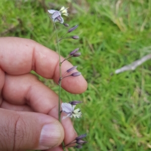 Arthropodium milleflorum at Mt Holland - 19 Feb 2024 03:05 PM