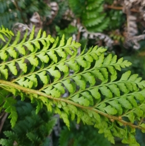 Polystichum proliferum at Mt Holland - 19 Feb 2024