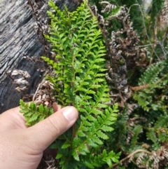 Polystichum proliferum at Mt Holland - 19 Feb 2024