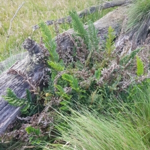 Polystichum proliferum at Mt Holland - 19 Feb 2024