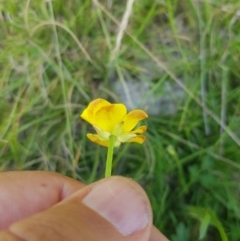 Ranunculus lappaceus (Australian Buttercup) at Rhine Falls, NSW - 19 Feb 2024 by danswell