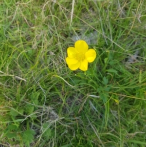 Ranunculus lappaceus at Mt Holland - 19 Feb 2024