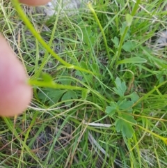 Ranunculus lappaceus at Mt Holland - 19 Feb 2024