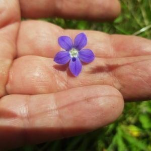 Wahlenbergia planiflora subsp. planiflora at Mt Holland - 19 Feb 2024