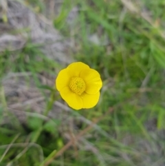 Ranunculus lappaceus (Australian Buttercup) at Mt Holland - 19 Feb 2024 by danswell