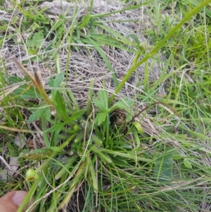 Ranunculus lappaceus at Mt Holland - 19 Feb 2024