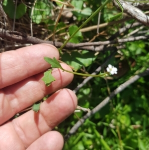 Cardamine sp. at Mt Holland - 19 Feb 2024