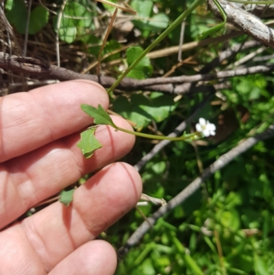 Cardamine sp. (Bittercress) at Rhine Falls, NSW - 19 Feb 2024 by danswell