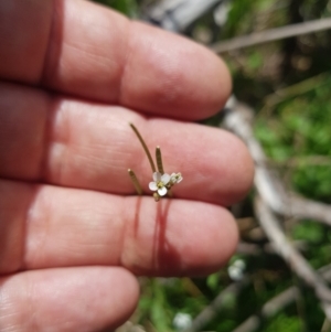 Cardamine sp. at Mt Holland - 19 Feb 2024