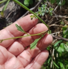 Cardamine sp. at Mt Holland - 19 Feb 2024