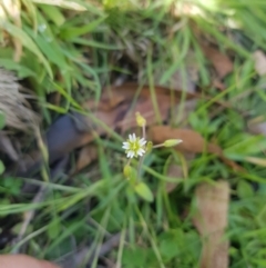 Cerastium vulgare (Mouse Ear Chickweed) at Mt Holland - 19 Feb 2024 by danswell