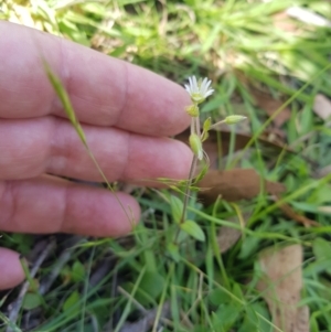 Cerastium vulgare at Mt Holland - 19 Feb 2024