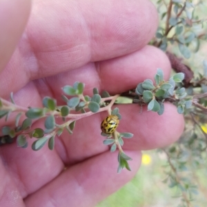 Paropsisterna obliterata at Mt Holland - 19 Feb 2024