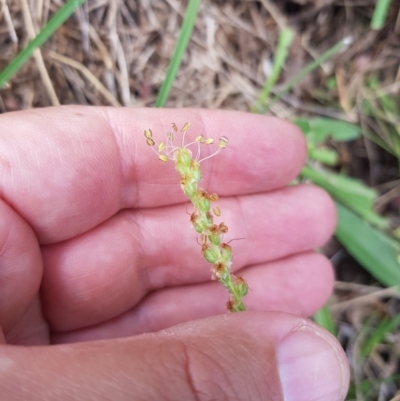 Plantago varia (Native Plaintain) at Mt Holland - 19 Feb 2024 by danswell