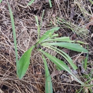 Plantago varia at Mt Holland - 19 Feb 2024