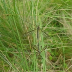 Ptilogyna sp. (genus) (A crane fly) at Mt Holland - 19 Feb 2024 by danswell