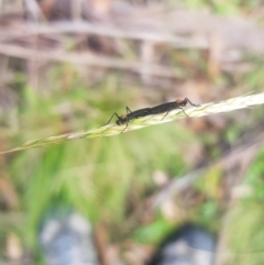 Plecia sp. (genus) at Mt Holland - 19 Feb 2024