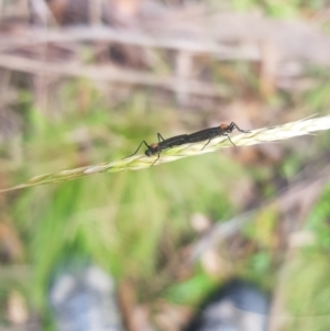 Plecia sp. (genus) at Mt Holland - 19 Feb 2024