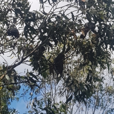 Callocephalon fimbriatum (Gang-gang Cockatoo) at Mt Holland - 18 Feb 2024 by danswell