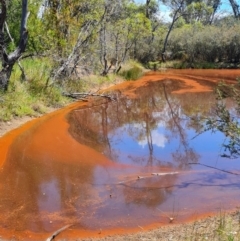 Iron Bacteria at Aranda Bushland - 17 Feb 2024 by WalkYonder