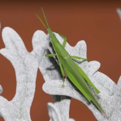 Atractomorpha similis (Northern Grass Pyrgimorph) at Wellington Point, QLD - 16 Feb 2024 by TimL