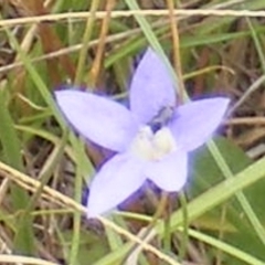 Dasytinae (subfamily) (Soft-winged flower beetle) at Black Street Grasslands to Stirling Ridge - 18 Feb 2024 by MichaelMulvaney