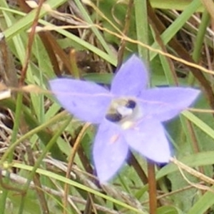 Dasytinae (subfamily) at Yarralumla Grassland (YGW) - 19 Feb 2024