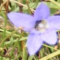 Dasytinae (subfamily) at Yarralumla Grassland (YGW) - 19 Feb 2024 10:50 AM