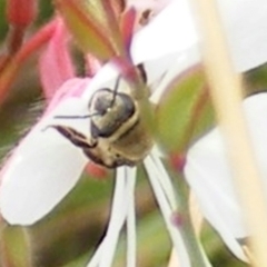 Paracolletes crassipes at Yarralumla Grassland (YGW) - 19 Feb 2024 by MichaelMulvaney