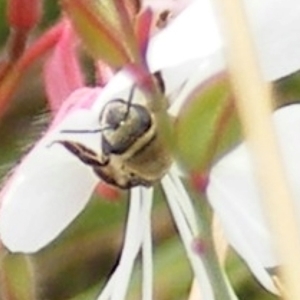 Paracolletes crassipes at Yarralumla Grassland (YGW) - 19 Feb 2024 10:55 AM