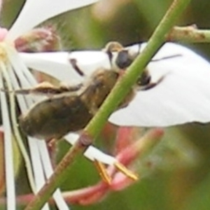 Paracolletes crassipes at Yarralumla Grassland (YGW) - 19 Feb 2024