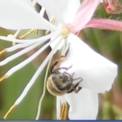 Paracolletes crassipes at Yarralumla Grassland (YGW) - 19 Feb 2024 10:55 AM