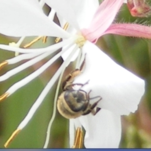 Paracolletes crassipes at Yarralumla Grassland (YGW) - 19 Feb 2024 10:55 AM