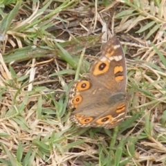 Junonia villida (Meadow Argus) at Black Street Grasslands to Stirling Ridge - 18 Feb 2024 by MichaelMulvaney