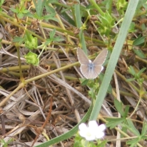 Zizina otis at Yarralumla Grassland (YGW) - 19 Feb 2024