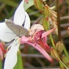 Zizina otis at Yarralumla Grassland (YGW) - 19 Feb 2024