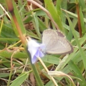 Zizina otis at Yarralumla Grassland (YGW) - 19 Feb 2024