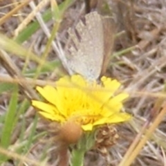 Zizina otis at Yarralumla Grassland (YGW) - 19 Feb 2024