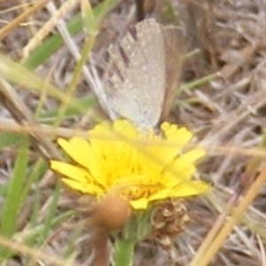 Zizina otis at Yarralumla Grassland (YGW) - 19 Feb 2024