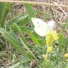 Pieris rapae (Cabbage White) at Black Street Grasslands to Stirling Ridge - 19 Feb 2024 by MichaelMulvaney