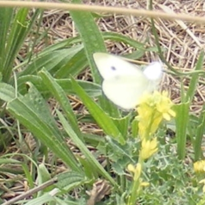 Pieris rapae (Cabbage White) at Black Street Grasslands to Stirling Ridge - 19 Feb 2024 by MichaelMulvaney