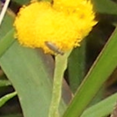Dasytinae (subfamily) (Soft-winged flower beetle) at Yarralumla, ACT - 19 Feb 2024 by MichaelMulvaney