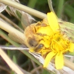 Apis mellifera (European honey bee) at Black Street Grasslands to Stirling Ridge - 19 Feb 2024 by MichaelMulvaney