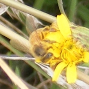 Apis mellifera at Yarralumla Grassland (YGW) - 19 Feb 2024 11:05 AM