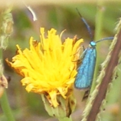 Pollanisus (genus) (A Forester Moth) at Black Street Grasslands to Stirling Ridge - 19 Feb 2024 by MichaelMulvaney