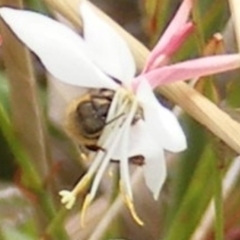 Apis mellifera at Yarralumla Grassland (YGW) - 19 Feb 2024 11:10 AM