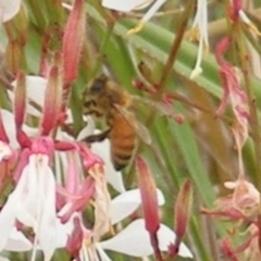 Apis mellifera at Yarralumla Grassland (YGW) - 19 Feb 2024 11:10 AM