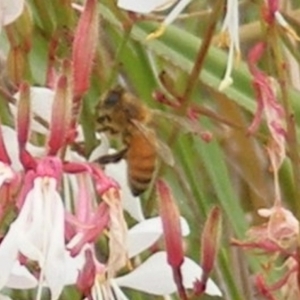 Apis mellifera at Yarralumla Grassland (YGW) - 19 Feb 2024 11:10 AM