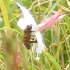Apis mellifera (European honey bee) at Black Street Grasslands to Stirling Ridge - 19 Feb 2024 by MichaelMulvaney