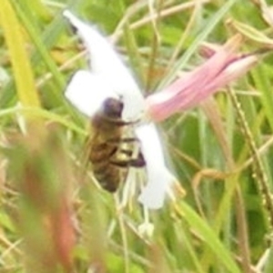 Apis mellifera at Yarralumla Grassland (YGW) - 19 Feb 2024 11:14 AM